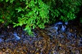 Spring in Apuseni Mountains, Transylvania Royalty Free Stock Photo