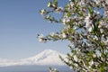 Spring in Ararat valley