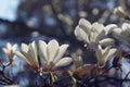 Spring in the arboretum, white magnolia flowers, close-up