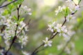 Close up of blooming tree branches in spring