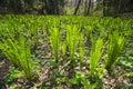 Spring arrows of ostrich fern in the Caucasus mountains Royalty Free Stock Photo