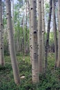 Spring Aspen Forest