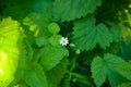 Spring Asperula graveolens white flowers background