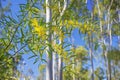 In Spring Australian Golden Wattle in a Splash of Sunlight