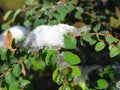 Spring autumn early snow ice. Sunny winter weather in the park forest. Green leaves, shrubs, bushes covered with snow frost.