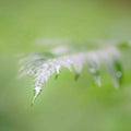 raindrops on a green fern