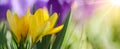 Spring awakening background banner panorama - Blossoming purple and yellow crocuses on a green meadow illuminated by the morning Royalty Free Stock Photo