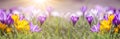 Spring awakening background banner panorama - Blossoming purple and yellow crocuses on a green meadow illuminated by the morning