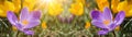 Spring awakening background banner panorama - Blossoming purple and yellow crocuses on a green meadow illuminated by the morning