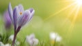 Spring awakening - Blossoming purple and white crocuses on green fresh meadow, illuminated from the morning sun - Spring flowers Royalty Free Stock Photo