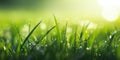 Spring Awakening: A Closeup of Vibrant Green Grass Drenched in G Royalty Free Stock Photo