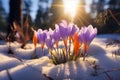 Spring awakening Crocuses bloom in a snowy forest, text copy space