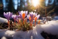 Spring awakening Crocuses bloom in a snowy forest, text copy space