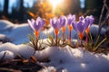 Spring awakening Crocuses bloom in a snowy forest, text copy space