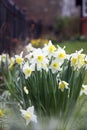 Spring Awakening: Daffodils in Bloom Royalty Free Stock Photo