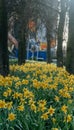 Spring Awakening: Field of Daffodils with Trees in Soft Focus Royalty Free Stock Photo