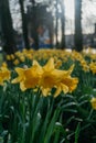 Spring Awakening: Field of Daffodils with Trees in Soft Focus Royalty Free Stock Photo