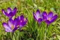 Spring awakening, flowers of crocuses on meadow in spring