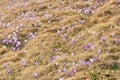 Spring Awakening, Flowers Of Crocuses On Romania Mountains Royalty Free Stock Photo