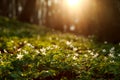 Spring awakening of flowers and vegetation in forest on sunset