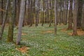 Spring awakening: Forest of hornbeams Carpinus betulus and soil covered with flowering anemones Anemone nemorosa Royalty Free Stock Photo