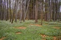 Spring awakening: Forest of hornbeams Carpinus betulus and soil covered with flowering anemones Anemone nemorosa Royalty Free Stock Photo