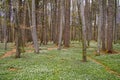 Spring awakening: Forest of hornbeams Carpinus betulus and soil covered with flowering anemones Anemone nemorosa