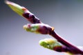 Spring awakening of the fruit bud Royalty Free Stock Photo