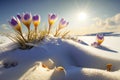 Spring awakening landscape with first purple crocus flowers on the snow at early morning sunrise sunlight. Generated AI.