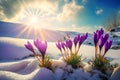 Spring awakening landscape with first purple crocus flowers on the snow at early morning sunrise sunlight. Generated AI.