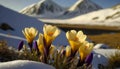 Spring awakening landscape with first purple yellow crocuses flowers on the snow at early morning sunrise sunlight Royalty Free Stock Photo