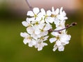 Spring, awakening in nature, flowering of garden trees in their natural habitat.