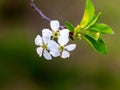 Spring, awakening in nature, flowering of garden trees in their natural habitat.