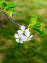 Spring, awakening in nature, flowering of garden trees in their natural habitat.