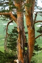 Spring, awakening in nature, mountainous terrain and blue sky, flowers and trees in their natural habitat, the period of mass flow