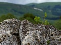 Spring, awakening in nature, mountainous terrain and blue sky, flowers and trees in their natural habitat, the period of mass flow