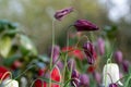 Snake`s head fritillary flowers, photographed at Eastcote House Gardens, London Borough of Hillingdon UK, in spring. Royalty Free Stock Photo