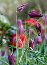 Snake`s head fritillary flowers, photographed at Eastcote House Gardens, London Borough of Hillingdon UK, in spring. Royalty Free Stock Photo