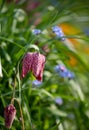 Snake`s head fritillary flowers, photographed at Eastcote House Gardens, London Borough of Hillingdon UK, in spring. Royalty Free Stock Photo