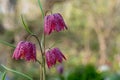 Snake`s head fritillary flowers, photographed at Eastcote House Gardens, London Borough of Hillingdon UK, in spring. Royalty Free Stock Photo