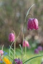 Snake`s head fritillary flowers, photographed at Eastcote House Gardens, London Borough of Hillingdon UK, in spring. Royalty Free Stock Photo