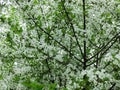 Spring awakening. White flowers of a blooming apple tree