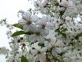 Spring awakening. White flowers of a blooming apple tree on a background of a cloudy sky