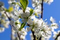 Spring awakens flowers of a plum tree