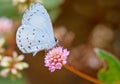 Spring Azure butterfly Royalty Free Stock Photo
