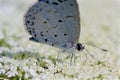 Spring Azure Butterfly 806165