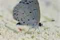 Spring Azure Butterfly 806168