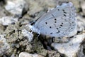 Spring Azure Butterfly on Gravel