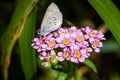 Spring Azure Celastrina agriolus butterfly on Chinese Yarrow