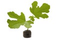 Spring baby plant. fig tree Royalty Free Stock Photo